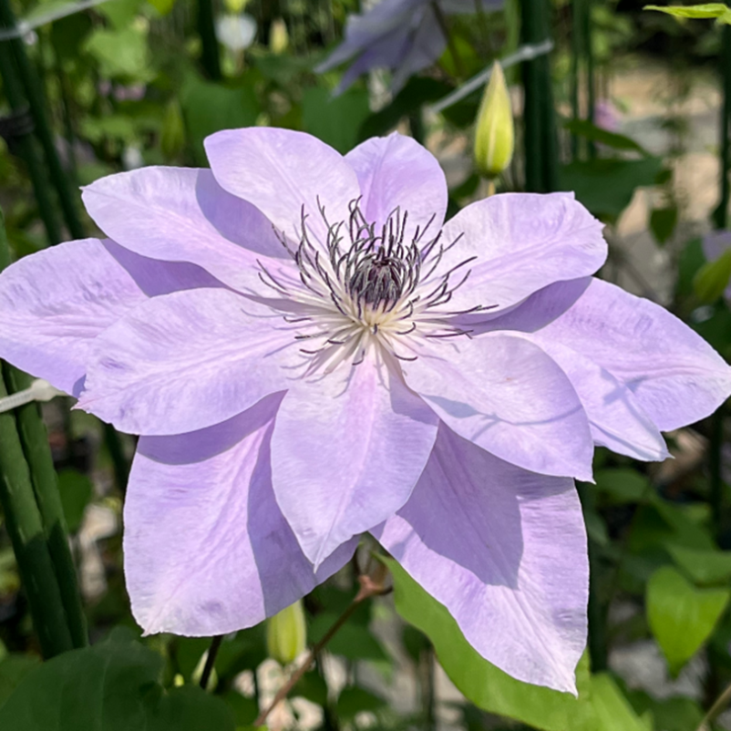 Клематис гибридный Рефлекшнс